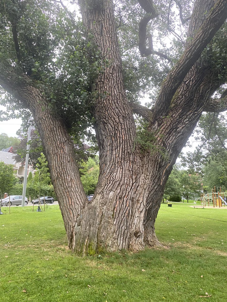 An impressive Black Poplar happened upon during last evenings walk. Skarpsnoparken, Oslo #thicktrunktuesday