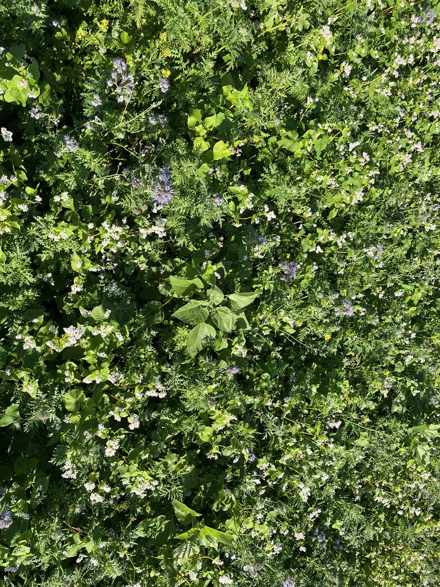 Sad sign of the times when this “crop” - a one year fallow with cover crops - which supplies no human food, will be by far the best paying crop on the farm this year. 
Doing good for the soil, insects and birds for sure - but food is too cheap!