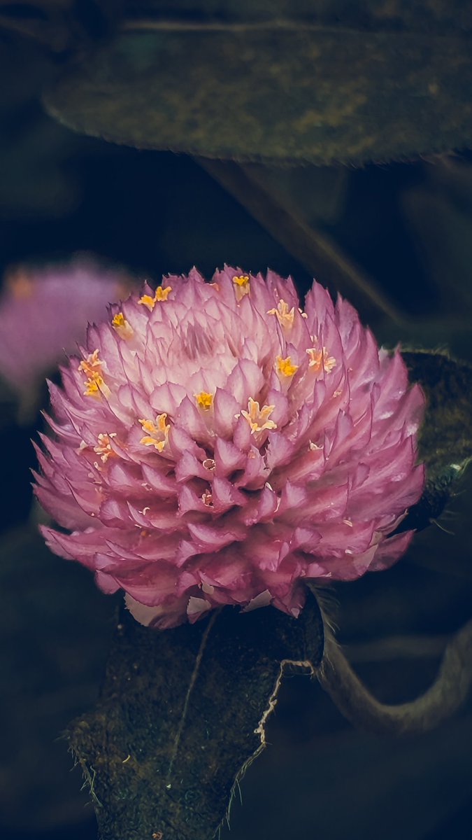 psychoticstate's tweet image. 🩷💜🩷💜🩷 
#FlowersOfX #floralvibes #photography