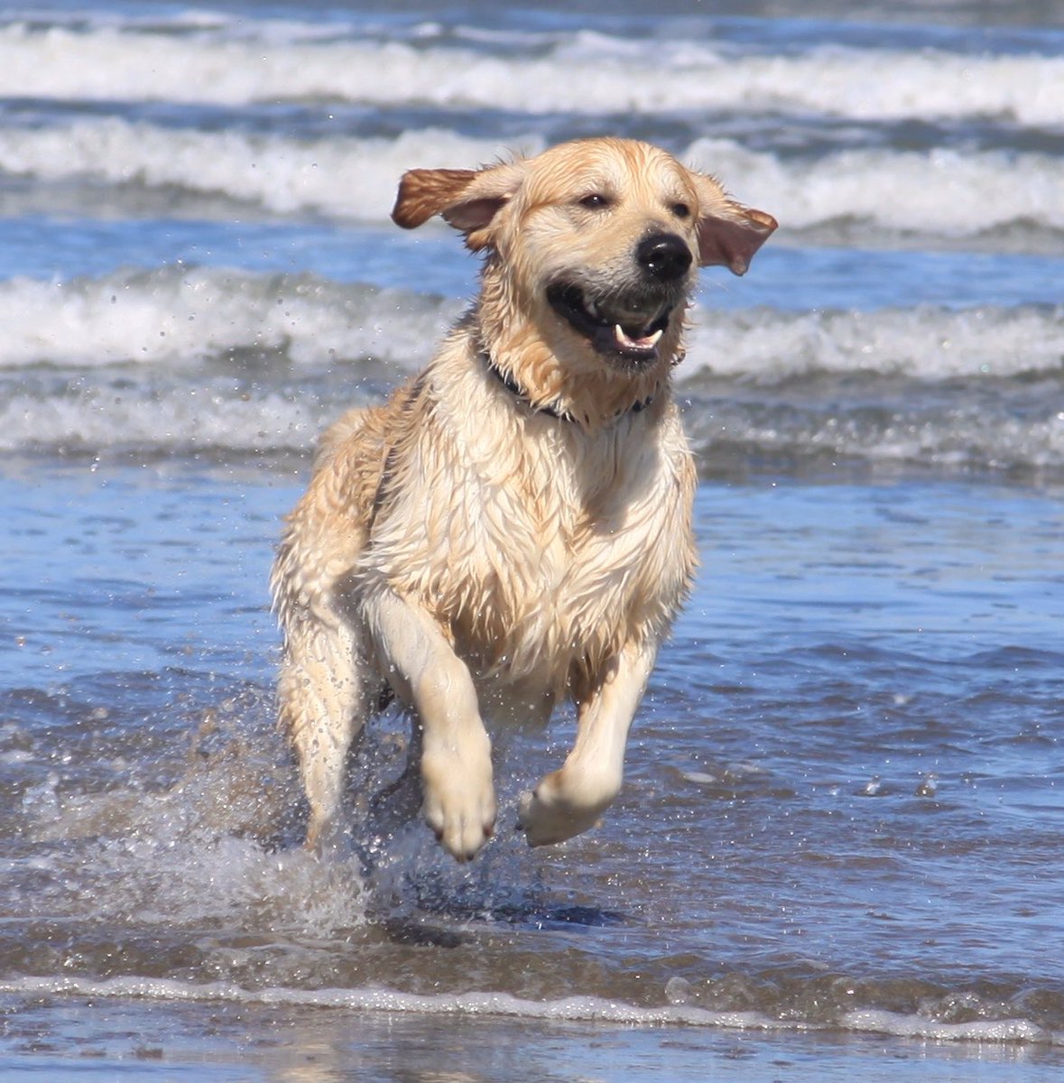 Ian Gee (@iangee19) on Twitter photo <a href="/DailyPicTheme2/">Daily Picture Theme</a> This is Rico playing on the beach and in the sea when he was two and a half years old. He’s coming up thirteen now and his #Movement isn’t as good as it used to be. What I’d give to turn back the clock and make him young again. #DailyPictureTheme <a href="/DailyPicTheme2/">Daily Picture Theme</a> This is Rico playing on the beach and in the sea when he was two and a half years old. He’s coming up thirteen now and his #Movement isn’t as good as it used to be. What I’d give to turn back the clock and make him young again. #DailyPictureTheme
