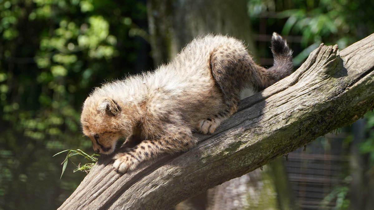 fuji_safari1980's tweet image. 早くも木登りに挑戦‼️

勢いよく登ったのはいいけれど・・・🌳

#チーター赤ちゃん #動物の赤ちゃん  #cheetahcub
fujisafari.co.jp/news/baby/4827…