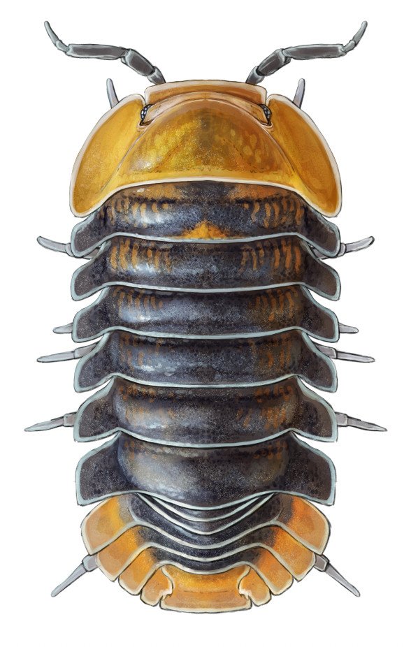 ArtofFabricious's tweet photo. Realising I had not yet shared them: Have three new isopod illustrations that are meant to become stickers. Cubaris sp. 'Rubber Ducky', C. sp. 'Amber Ducky' and C. sp. 'Cherry Blossom'. The first ones have already been printed, need to set the others up. #sciart #invertefest https://t.co/YqQvFKzeL9