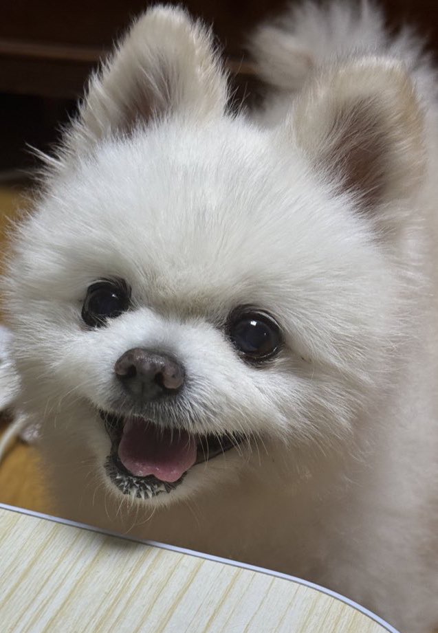 2mozzi_'s tweet photo. 진주회관 콩국수 국물 얻어먹은 강쥐 https://t.co/mcrVtJW7uh