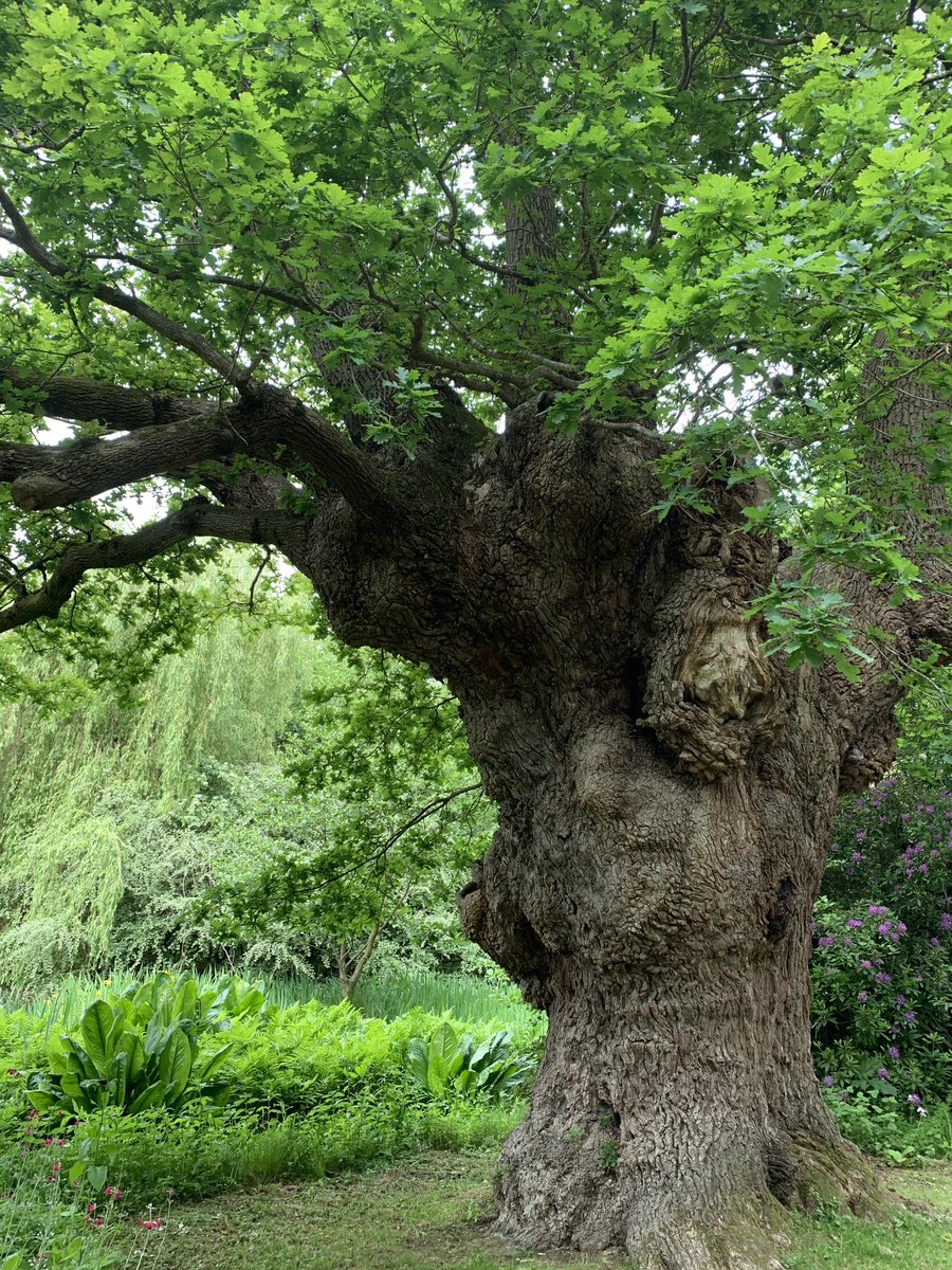keeper of secrets ✨
#ancientoak #thicktrunktuesday