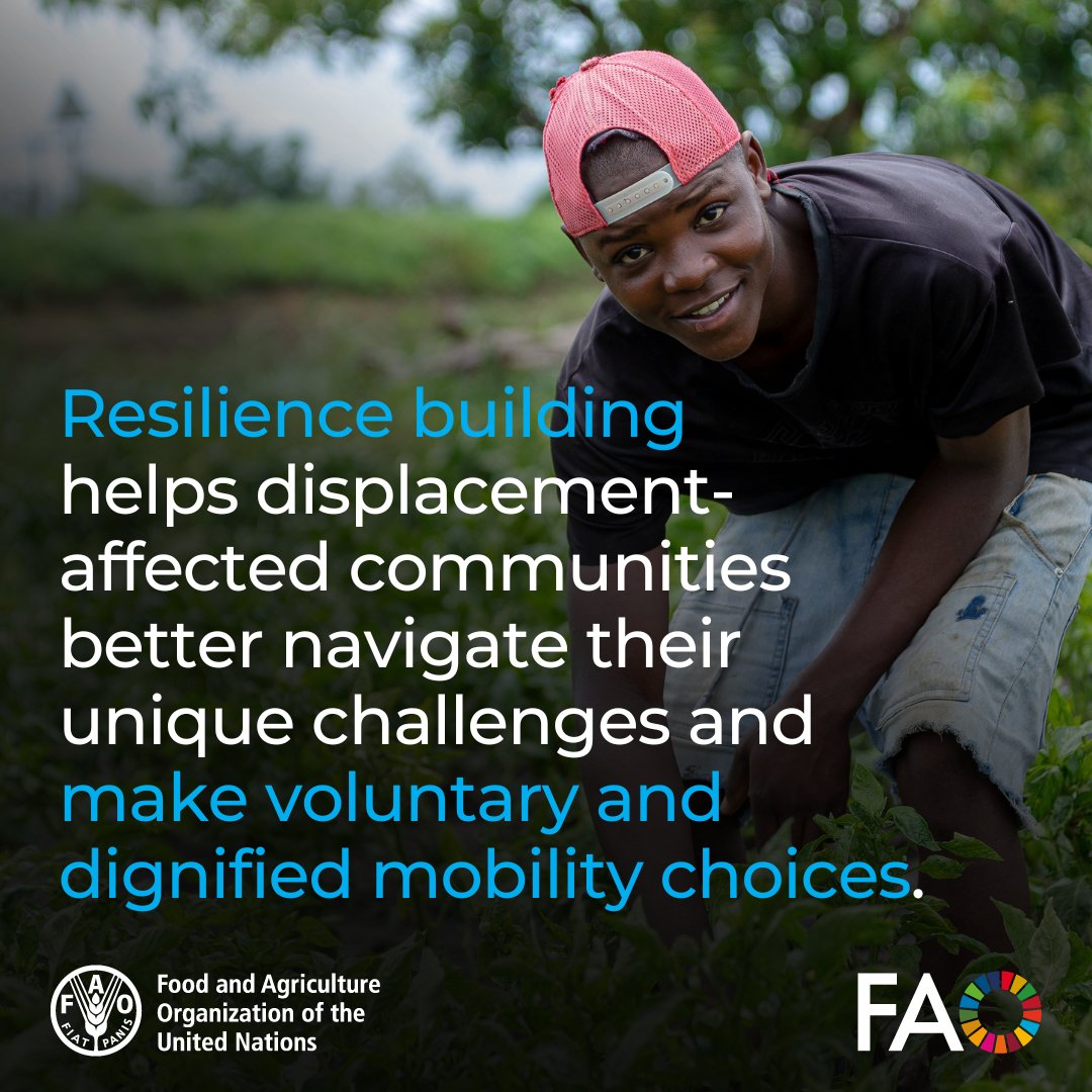 FAOGeneva (@faogeneva) on Twitter photo Resilience is the foundation for recovery.
Discover how <a href="/FAO/">Food and Agriculture Organization</a> invests in infrastructure, disaster risk reduction, and Farmer Field Schools—helping displaced communities rebuild, regain stability, and reclaim their future
Bit.ly/3SQnqsB Resilience is the foundation for recovery.
Discover how <a href="/FAO/">Food and Agriculture Organization</a> invests in infrastructure, disaster risk reduction, and Farmer Field Schools—helping displaced communities rebuild, regain stability, and reclaim their future
Bit.ly/3SQnqsB