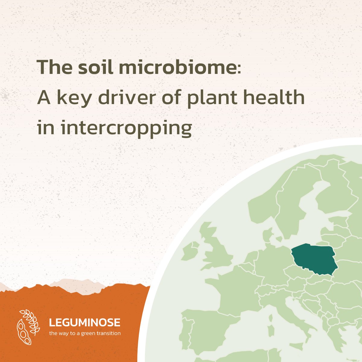 🦠 What happens in the soil when we intercrop? A thread on soil microbes, intercropping, and plant health 🧵1/4 👇