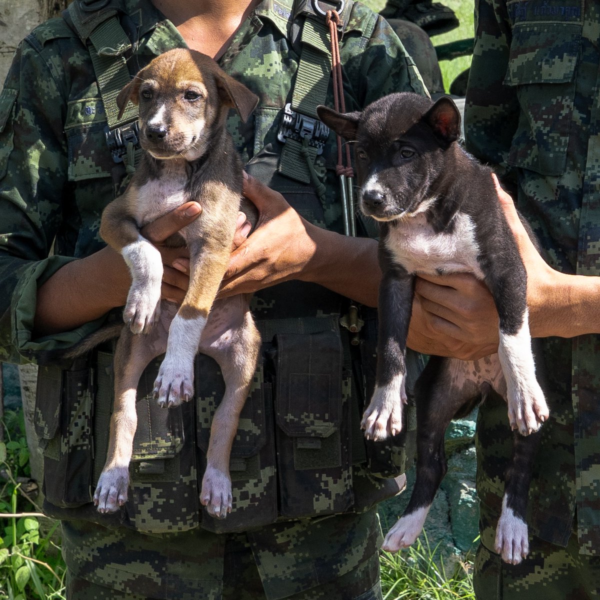 'ภารกิจที่มีชีวิตเป็นเดิมพัน’ ซอยด๊อกลงพื้นที่ส่งมอบความช่วยเหลือตามแนวชายแดนไทย-กัมพูชา ที่ยังมีหมาแมวต้องการความช่วยเหลืออีกมาก ท่านใดที่ต้องการส่งมอบความช่วยเหลือร่วมกับซอยด๊อก สามารถร่วมบริจาคสมทบทุนค่าอาหารสัตว์ได้ตอนนี้