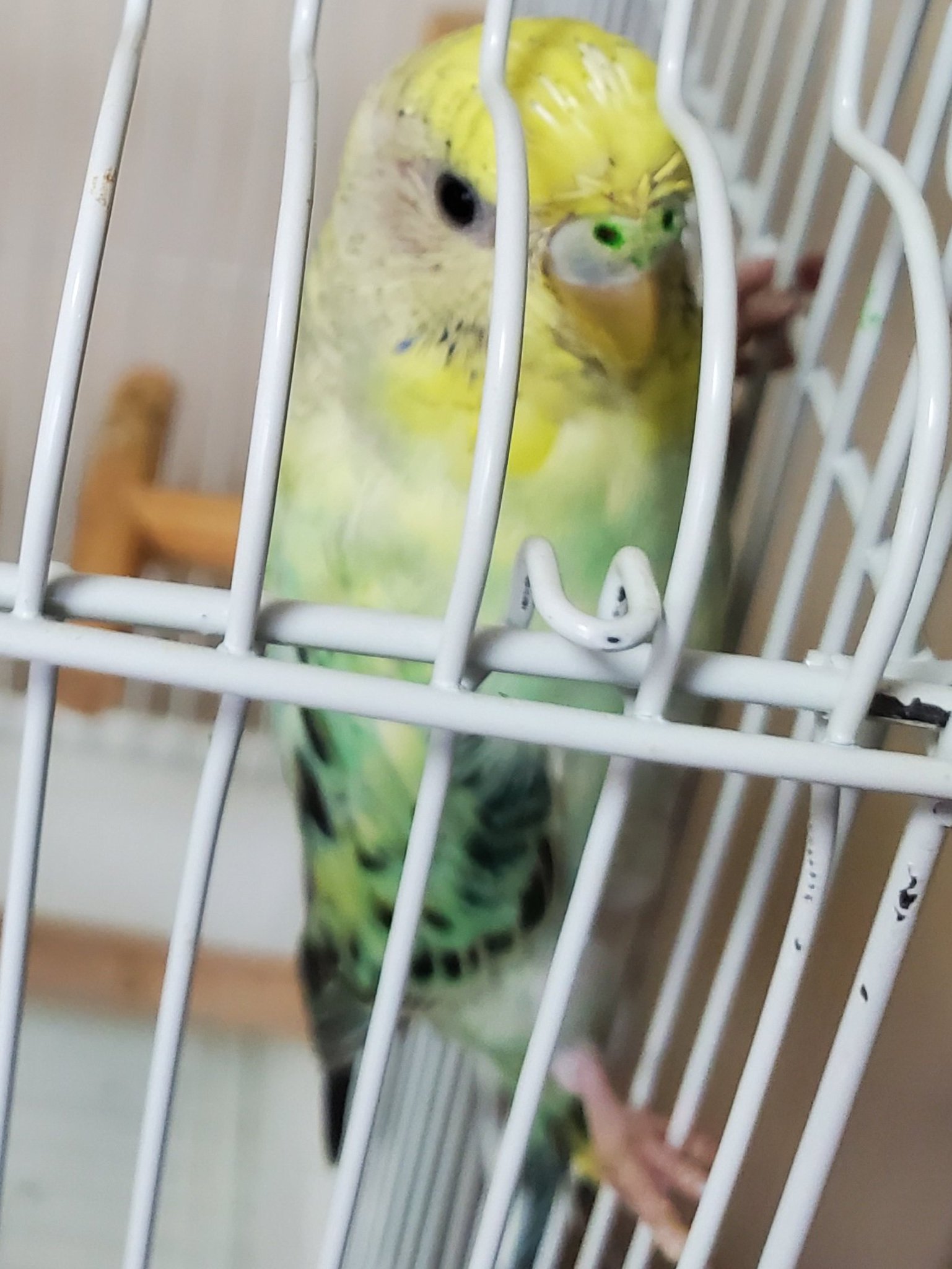 Yukoさま確認ページ♡ D26qtaFUcAA0qLK.jpg:large