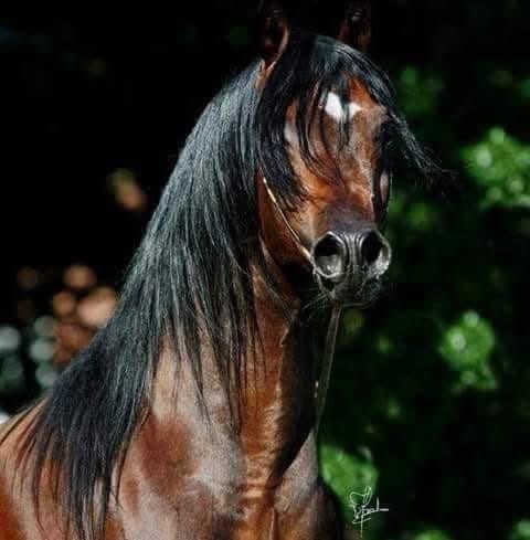 اصدار خصمنا كيف نبوه..
ضرب الظهر موش لانا..
مازال من الحشم فينا اوجوه
من العيب ننخجل وتندا
وحتى لو أوصفونا دراويش
اعقولنا هى ألي تيسيرنا 
ولي ايديرنا اصحاب نشروه..
مغير يشتهي ويتمانا..
ولي ايطولنا ابعيب ناطوه..
قول خيلنا دوسنا..