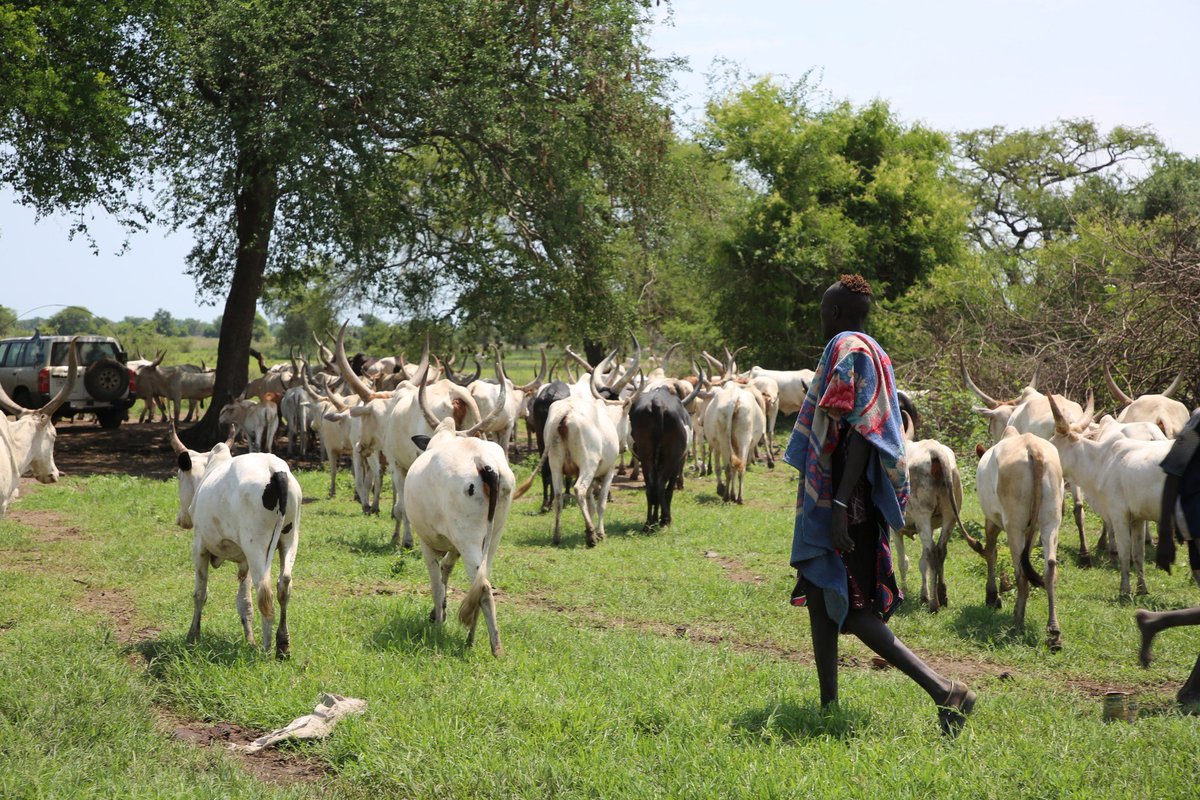 Julius Bintu (@juliusbintu) on Twitter photo "We are not here to impose solutions," said #UNPOL officer Moshe Iporotum. He is one of the #UNMISS police officers from Uganda, Kenya, Fiji & Sierra Leone who are working with communities to combat cattle raiding in South Sudan's Lakes State. unmiss.unmissions.org/unmiss-peaceke… <a href="/unmissmedia/">UNMISS</a> "We are not here to impose solutions," said #UNPOL officer Moshe Iporotum. He is one of the #UNMISS police officers from Uganda, Kenya, Fiji & Sierra Leone who are working with communities to combat cattle raiding in South Sudan's Lakes State. unmiss.unmissions.org/unmiss-peaceke… <a href="/unmissmedia/">UNMISS</a>