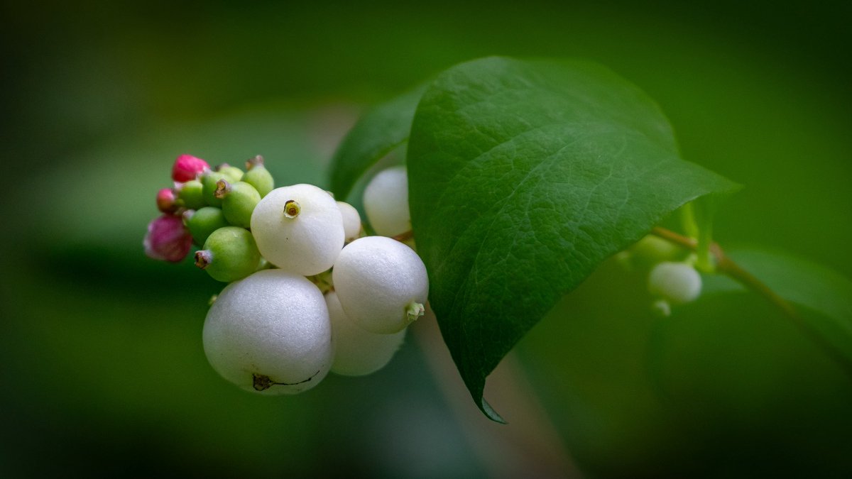 tiefenunscharf's tweet photo. Die Schneebeeren reifen langsam im Sommer und strahlen in reinem Weiß bis in den Winter hinein. Sie bilden als Blüte eine  Nahrungsquelle für allerlei Insekten, später als Beere dann für einige Vogelarten. Für Kinder sind die Knallerbsen ein beliebter Spaß.

📷 #snowberry #nature https://t.co/TiEApy78sE