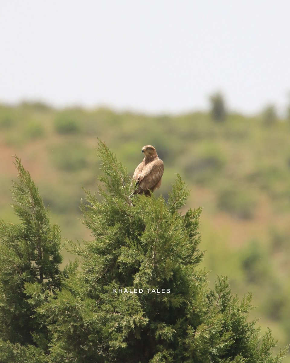 هذا الحوّام يسكن اعالي عكار، يحرس منطقته ويراقبها جيدا، وهو سلوك تتبعه هذه الطيور الجارحة من خلال تحديد نطاق سيطرتها والدفاع عنه بقوة ضد الدخلاء، وتستخدم لذلك حاستَي البصر والسمع القويتين،  ولو تجرأ احد الدخلاء واقترب فالمعركة لا شك ستكون حامية.

#درب_عكار  #Akkartrail