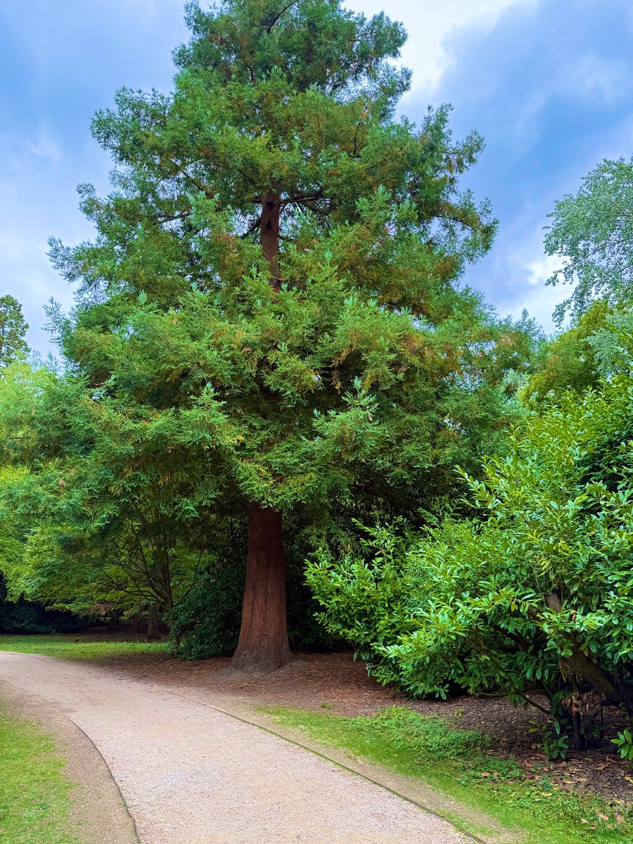 #thicktrunktuesday have a fantastic day!