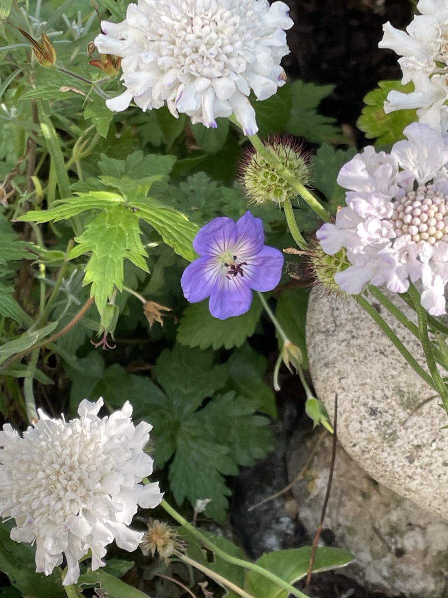 helen21206699's tweet image. Good morning from #sunshine #geraniums #scabious in my little #cottage #garden
