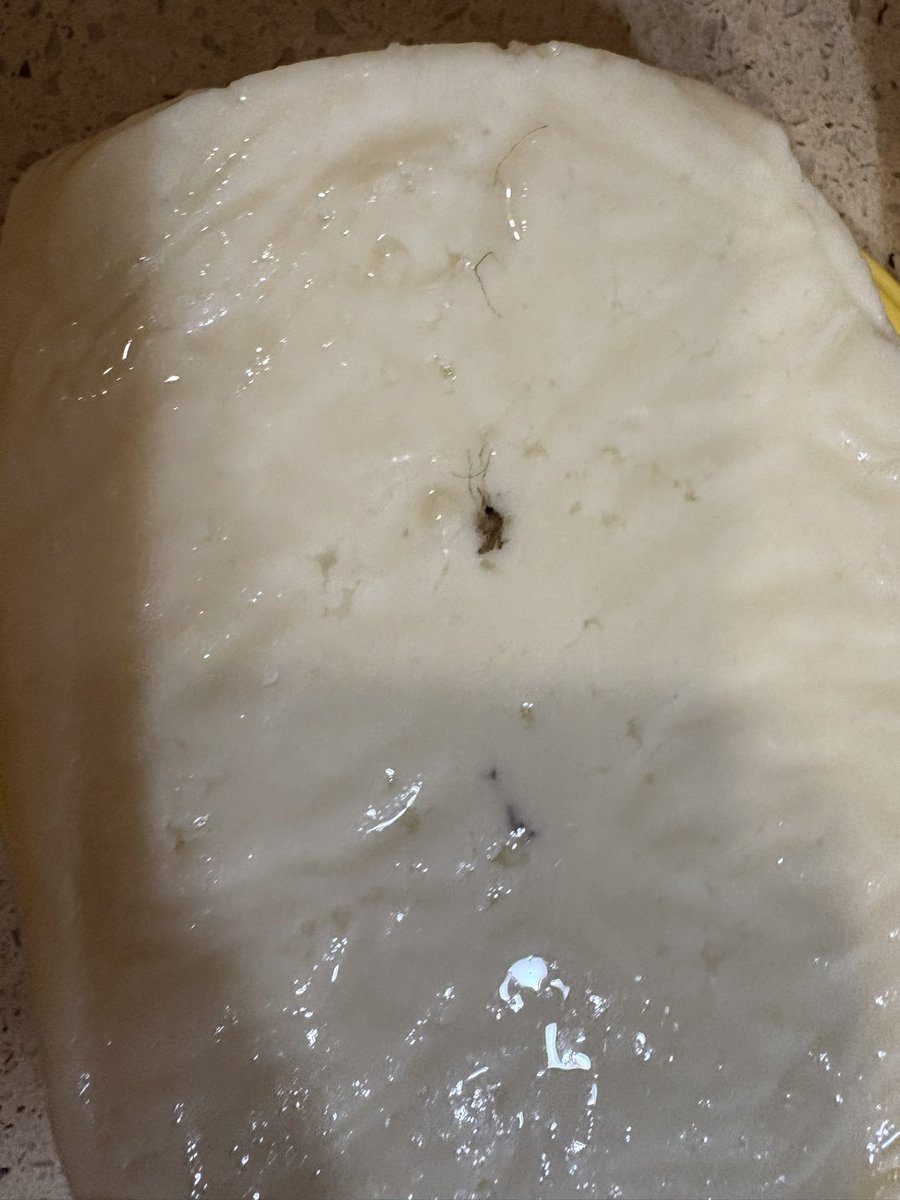 creativeRKK's tweet photo. Mosquito embossed vinside @Amul_Coop paneer ordered from @Reliance milkbasket. Now whom to trust??? https://t.co/cop7nfEG13
