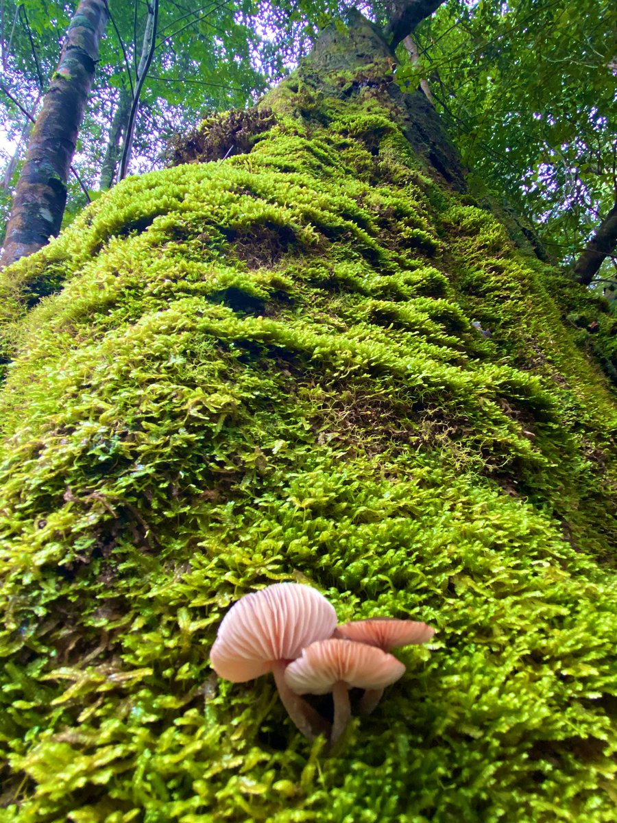 Sometimes you just need to lose yourself within the green velvet room of the deep forest.

#thicktrunktuesday 

#tasmania