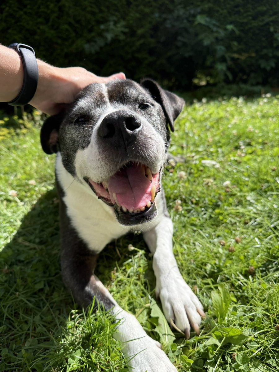 Terrorisé par l’eau à son adoption il y a 6 ans, Rexou, 12 ans et demi, a nagé pour la première fois 🥹🥹🥹

Il manquait un tout petit rien pour lui donner confiance alors je me suis mise à l’eau avec lui 😁

Vive les vieux chiens et l’adoption en refuge ❤️
(et fuck l’abandon 🖕)