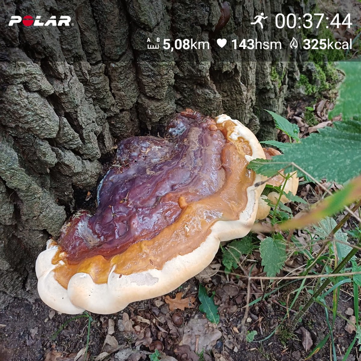 John Mertens (@johnmertens9) on Twitter photo Na de nodige weken rust, vandaag weer gestart met een klein rondje. Rustig aan weer opbouwen. Maak er een mooie dag van <a href="/loopmaatjes/">Loopmaatjes</a> #runnow #hardlopenophartslag #PolarVantageM Na de nodige weken rust, vandaag weer gestart met een klein rondje. Rustig aan weer opbouwen. Maak er een mooie dag van <a href="/loopmaatjes/">Loopmaatjes</a> #runnow #hardlopenophartslag #PolarVantageM