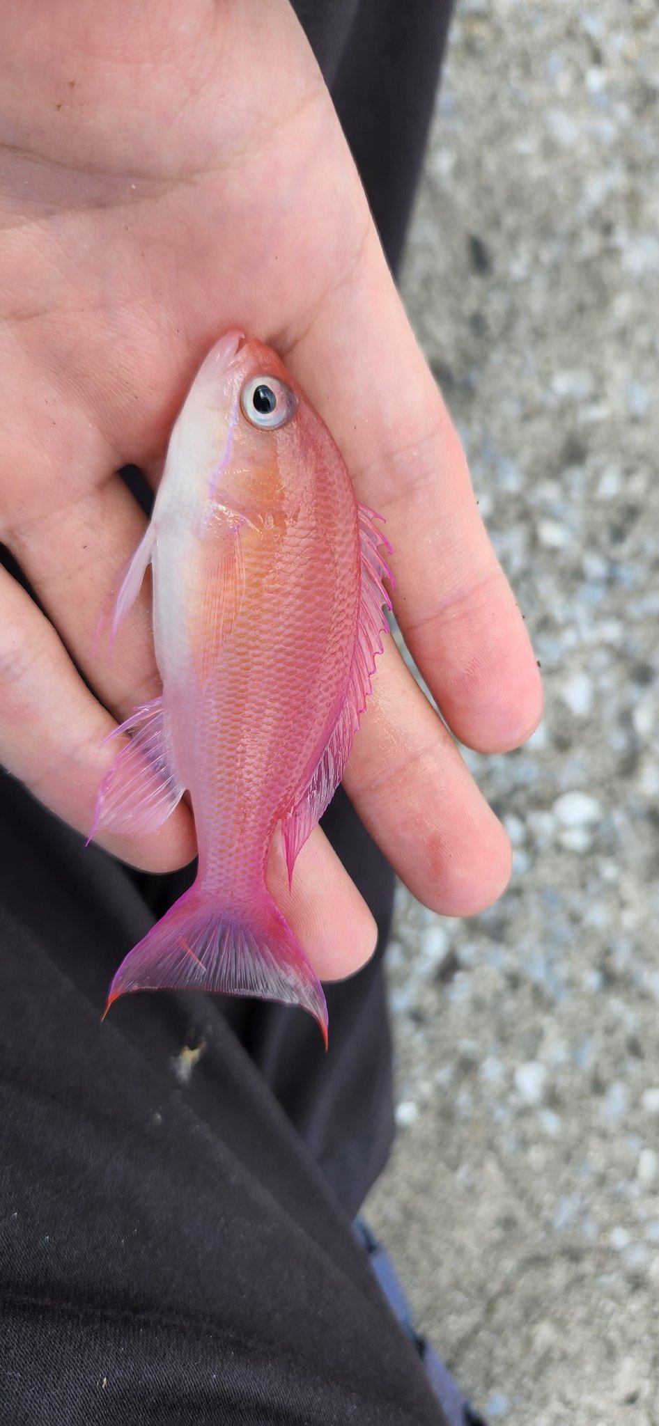 小魚です　 イヴサンローラン トートバッグ 手提げ 肩掛け 縦型 ブラック
