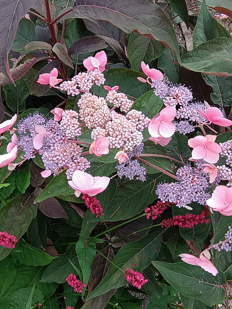 It's Tuesday! Discovered this Hydrangea Aspera 'Hot Chocolate' in one of the NGS gardens at the weekend; associating beautifully with the persicaria 😊...Have a lovely day folks 🇺🇦💙💛🙏