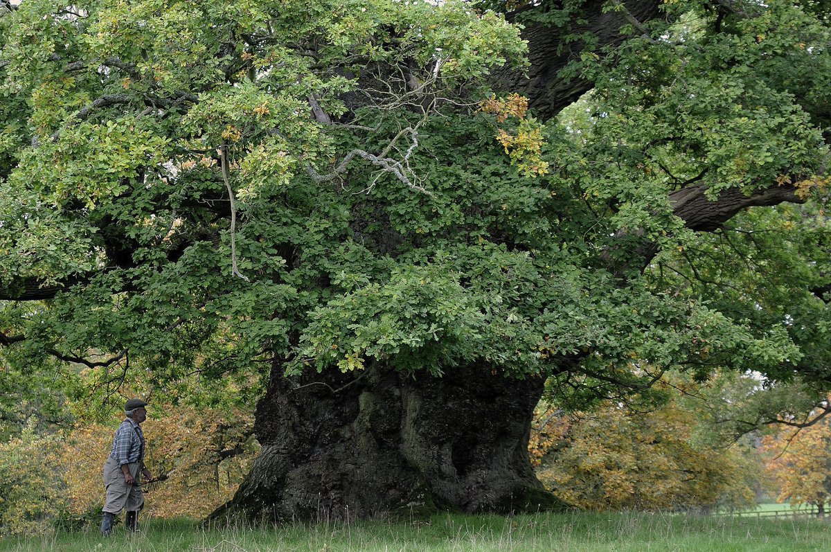 The Great Oak in Kingswalden Park, Hertfordshire

A thousand years of majesty

Photo: Aljos Farjon