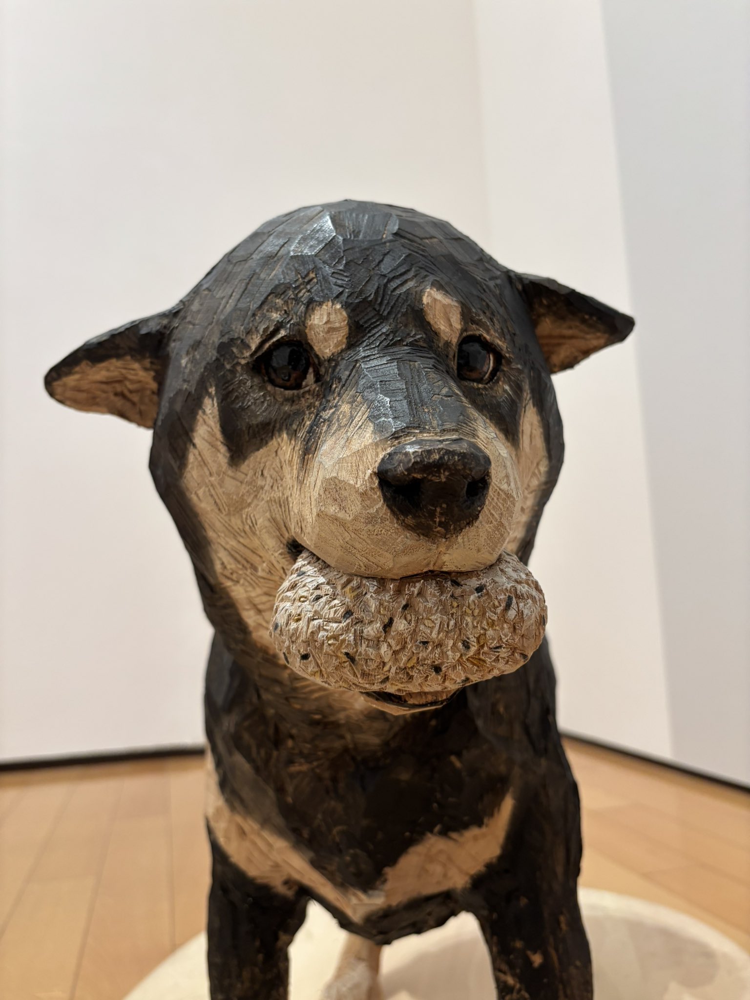 柴犬おそら🌻 on X: 