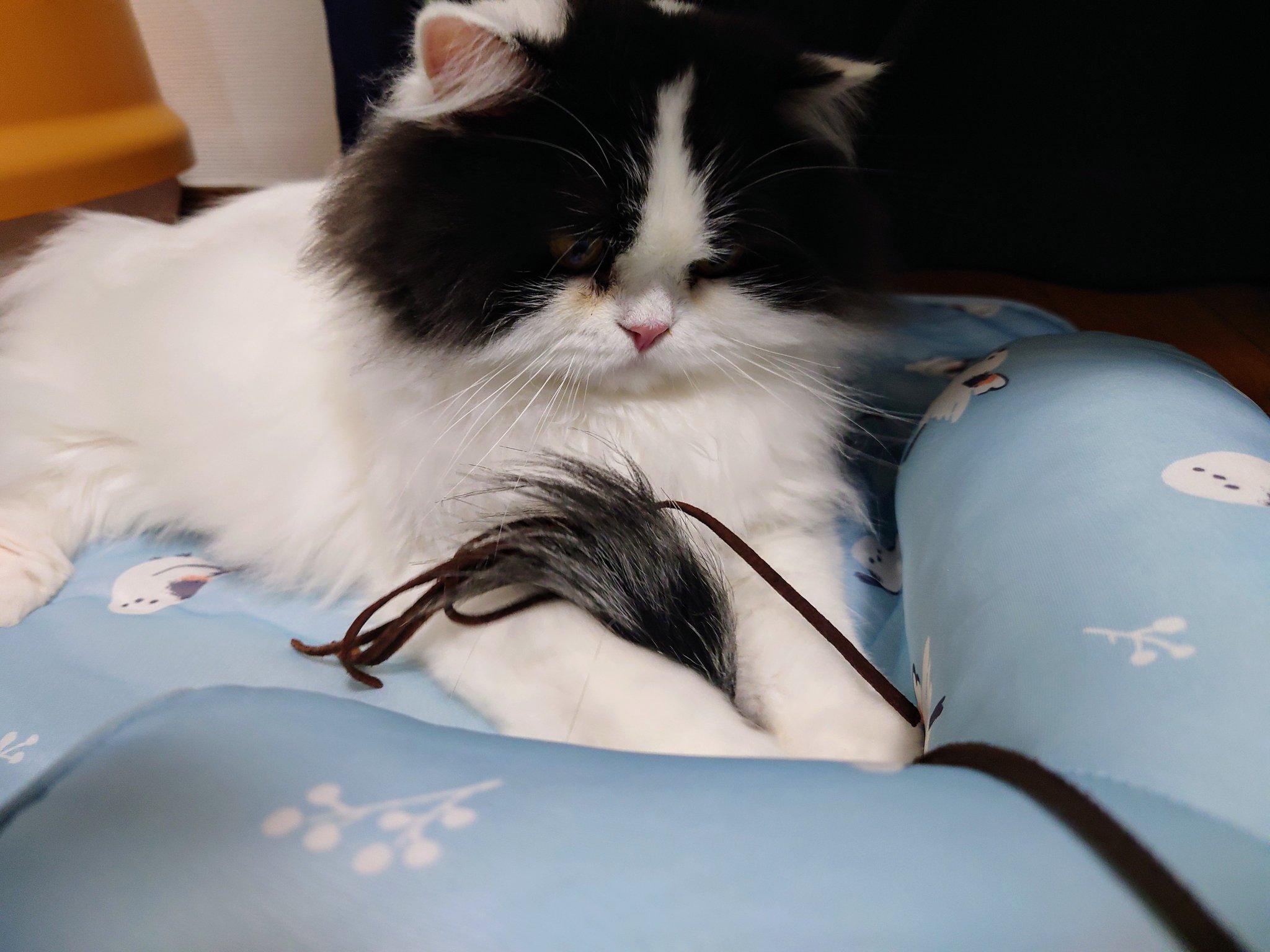 ねこといぬ 新しいドッグベッドの撮影終わりの一コマ💡こちらも新作の