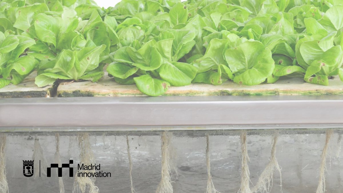 🌱 ¿Cómo está Japón impulsando la innovación desde lo local?
Del matcha al bambú, cultivos tradicionales se reinventan para afrontar retos globales. Japón trata de inspirar a otras potencias mundiales.

Lee la historia completa en nuestra web: madridinnovation.es/noticias/japon…