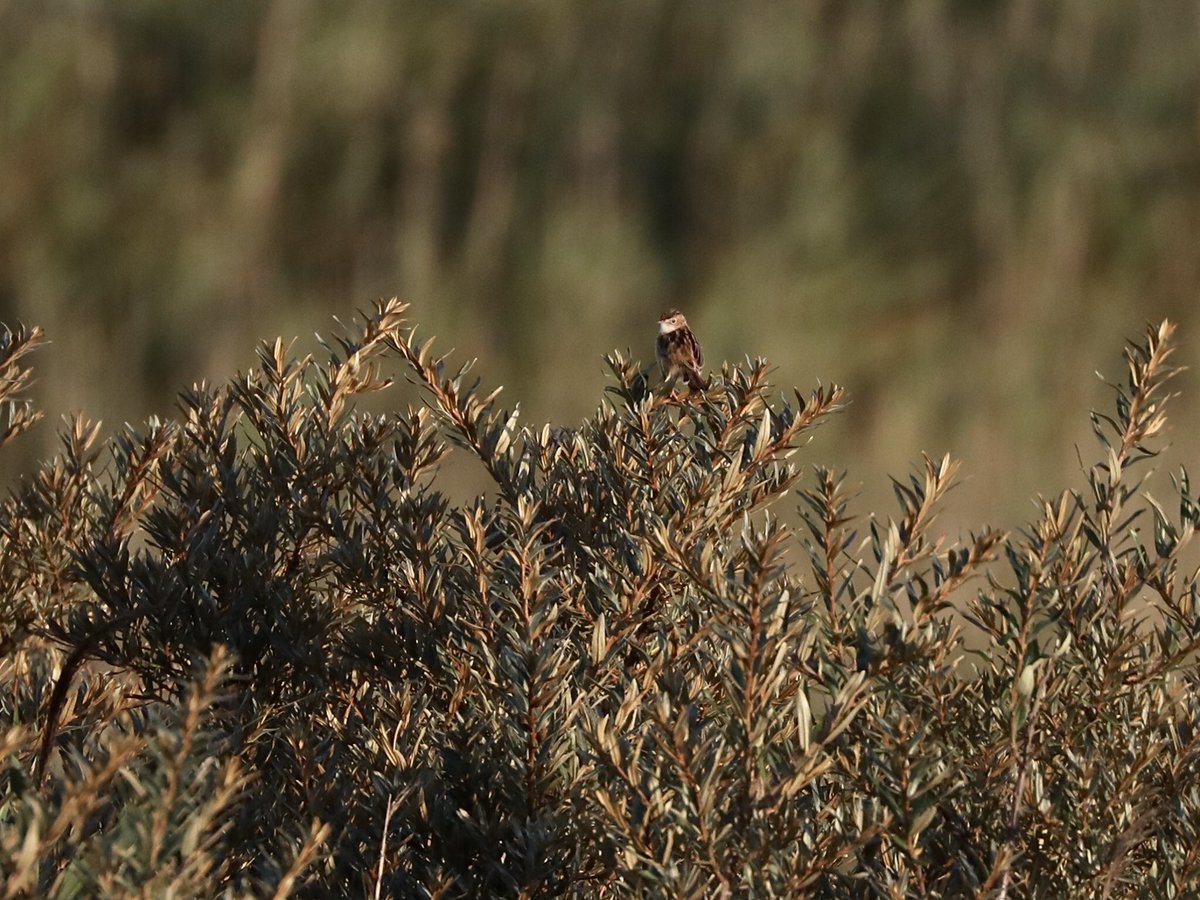 Tim Oakes tweet media