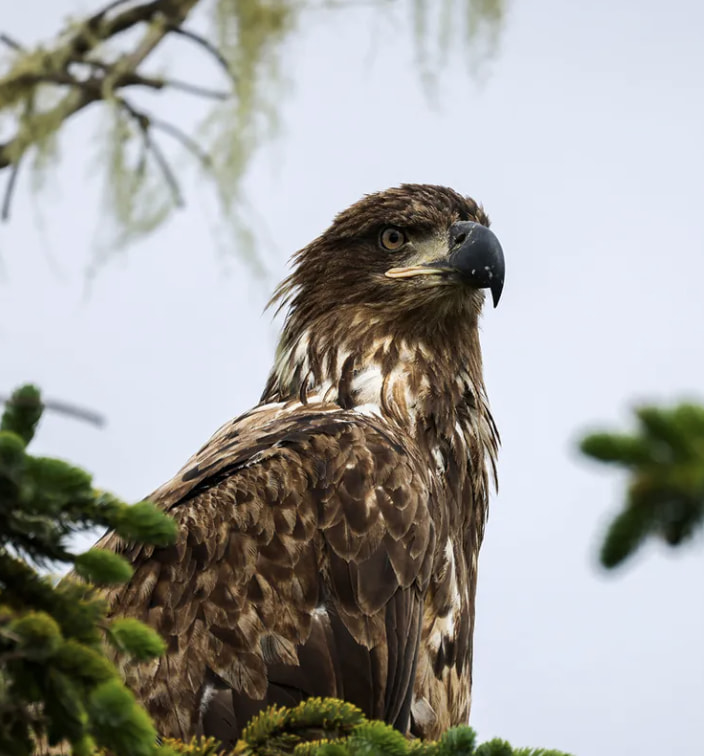 많이 모르는 사실

흰머리수리는 사실 전부 흰머리가 아니고
사람처럼 나이가 들면서 흰머리가 된다.

흰머리가 다 나지 않은 5년 미만 젊은이들을 recruit(신입)라고 부른다고