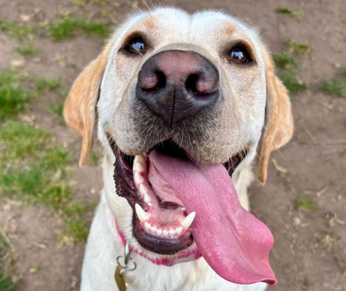 #TongueOutTuesday. Doesn’t this boy look happy!

#Chorley #GuideDogsUK #GuideDogs #GuideDogsForTheBlind
