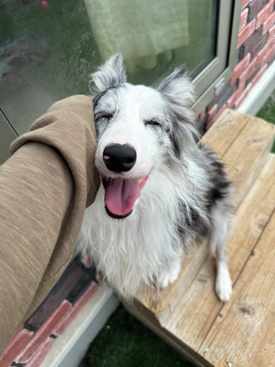 アンチノール｜ベッツペッツ公式 (@vetzpetzjapan) / X