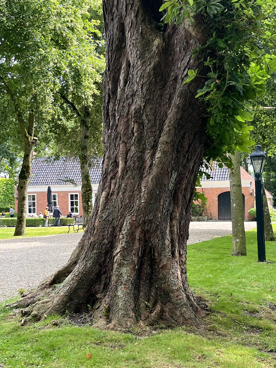 Happy #ThickTrunkTuesday to all!