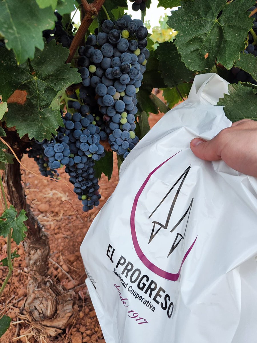 Viña Xétar Contigo (@vxcontigo) on Twitter photo 🍇Vaya pintaza que tienen nuestras uvas 😍, casi listas para la #vendimia, en el muestreo que hicieron ayer los técnicos de <a href="/ELPROGRESO_Coop/">Bodegas_EL_PROGRESO</a> , en un bonito amanecer
#mosto #vino #viñaxétar #ojosdelguadiana 🍇Vaya pintaza que tienen nuestras uvas 😍, casi listas para la #vendimia, en el muestreo que hicieron ayer los técnicos de <a href="/ELPROGRESO_Coop/">Bodegas_EL_PROGRESO</a> , en un bonito amanecer
#mosto #vino #viñaxétar #ojosdelguadiana