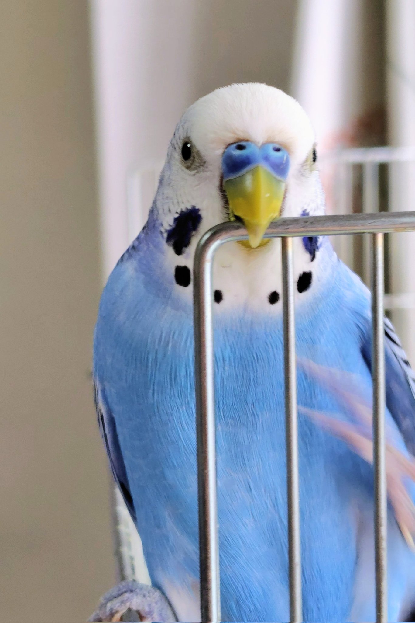インコページ みかづき on X: 