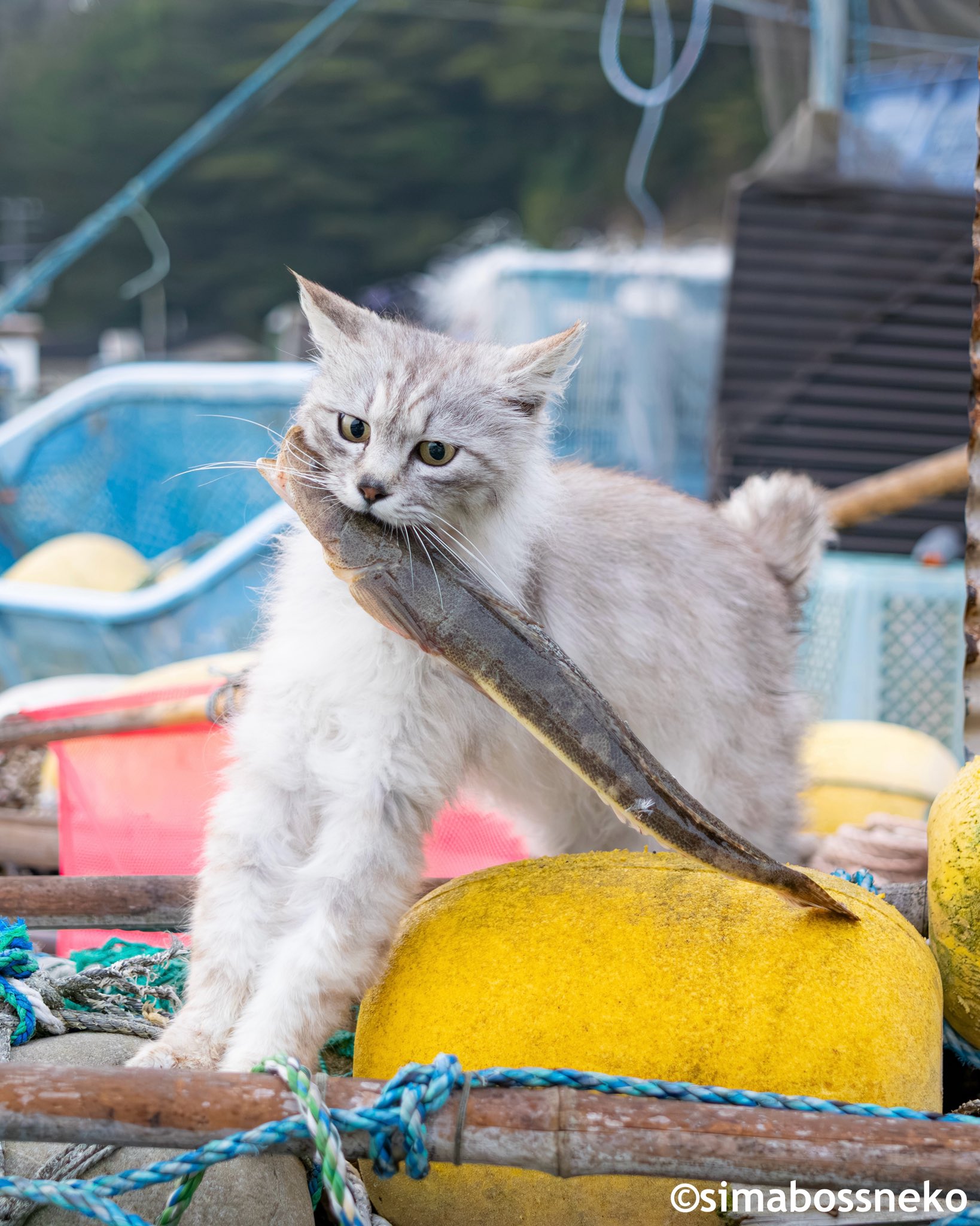 simabossneko 写真集「島にゃんこ」発売中 on X: 