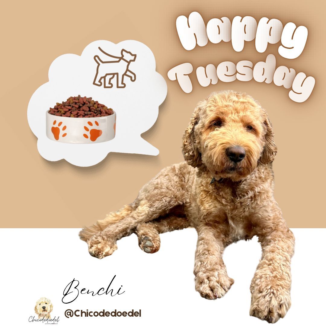 Chicodedoedel tweet media