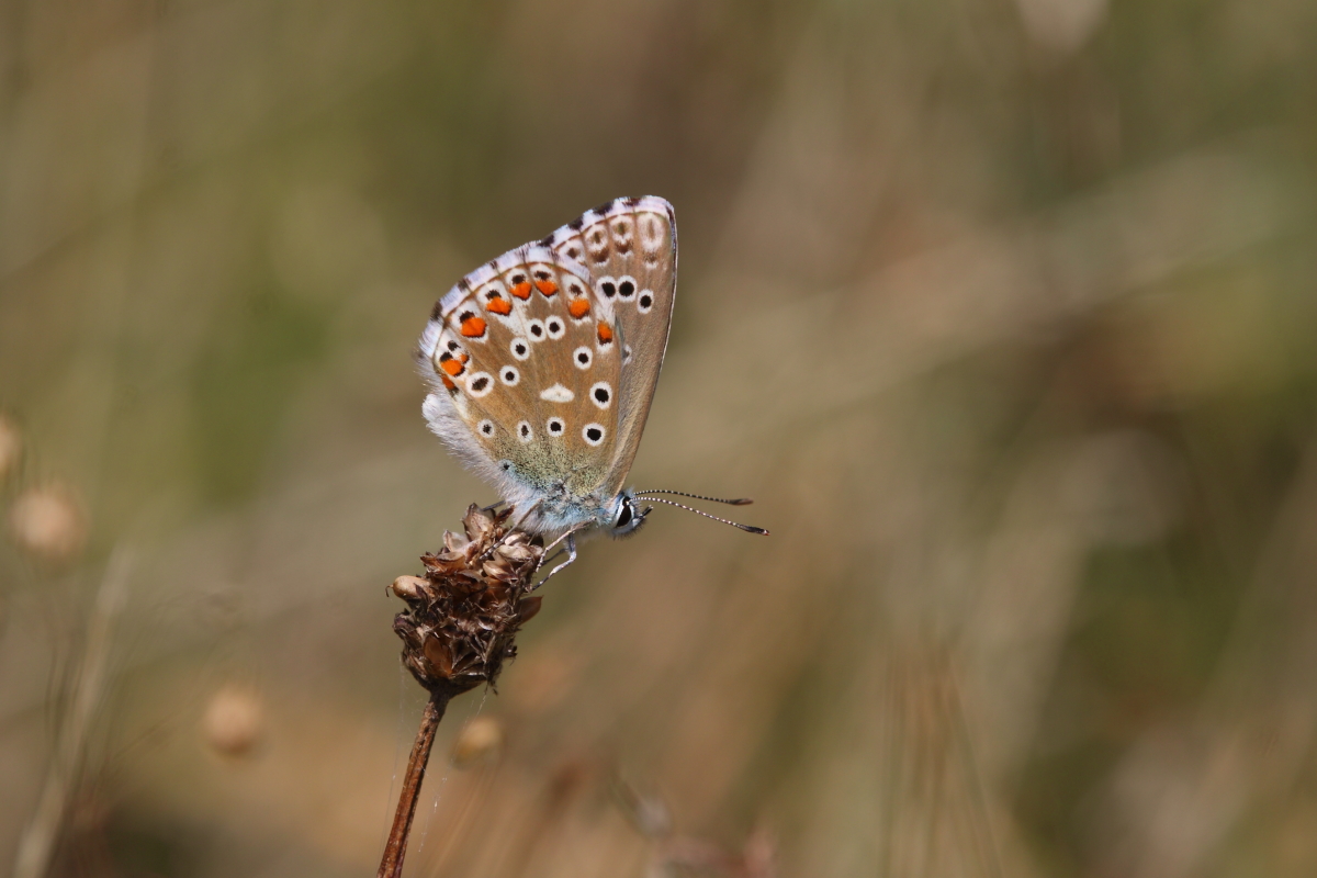 Bird Watching Spain tweet media
