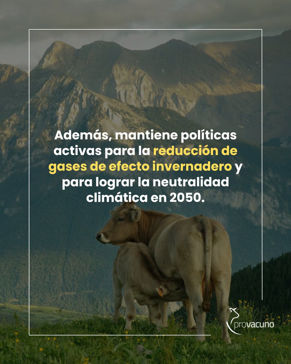 🐂 Este es uno de los pilares de la #CarneDeVacuno en España.

💚 Sostenibilidad y respeto al medio ambiente | El sector garantiza la protección de los ecosistemas de los pastos mediterráneos, de dehesas y montañas. 

🔗 Más información aquí: 
provacuno.es/vacuno/espanol…