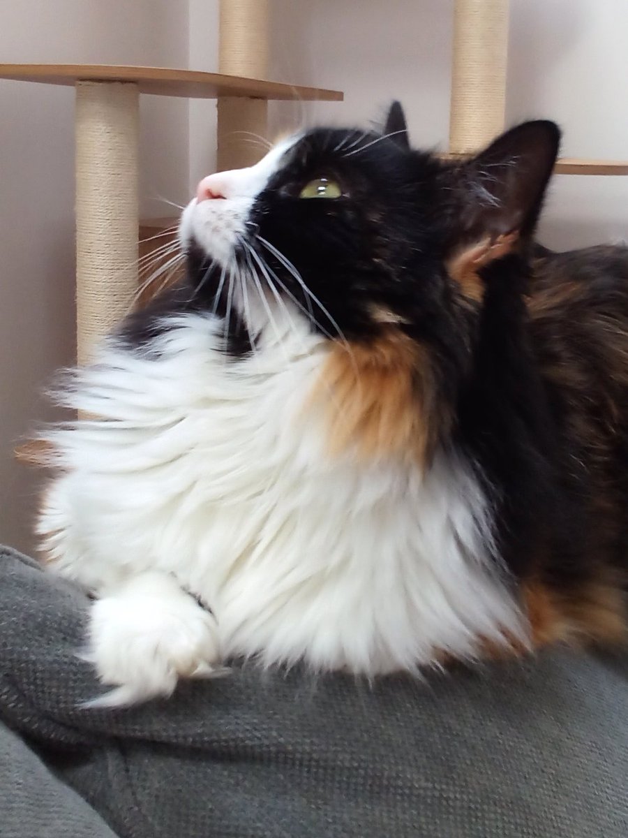 Have a lovely day everyone 🍁🐈💕📚💕🐈🐈