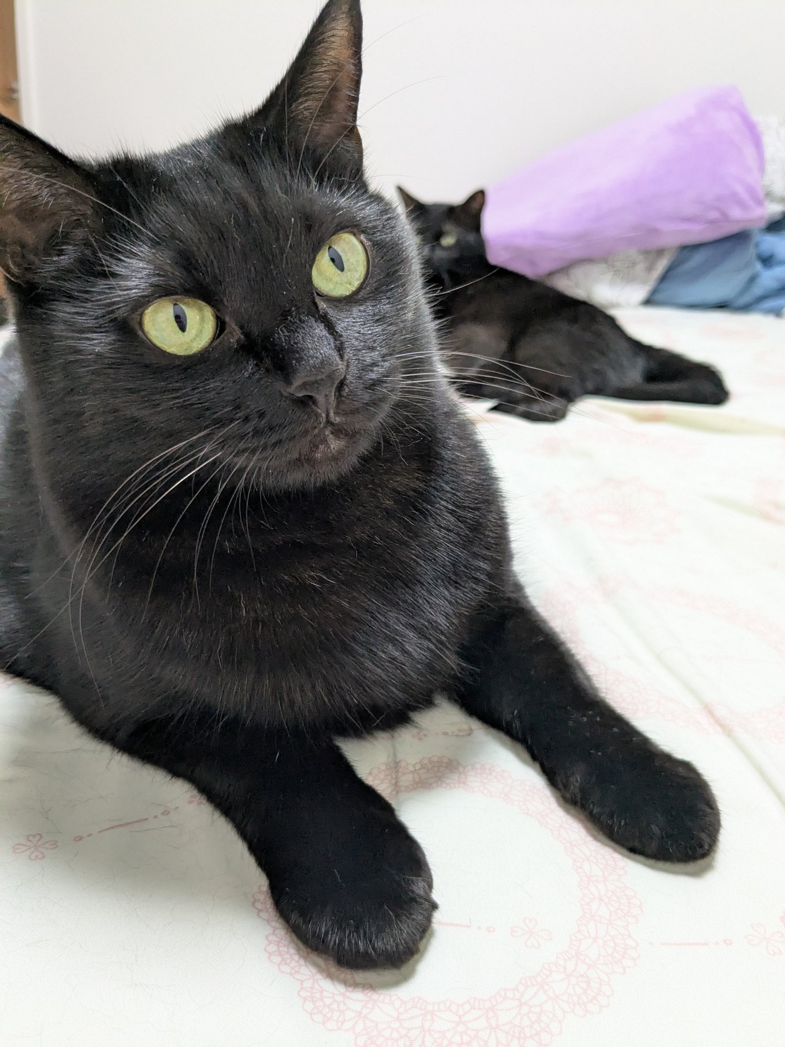 猫クロページ ぺぺ太 on X: 