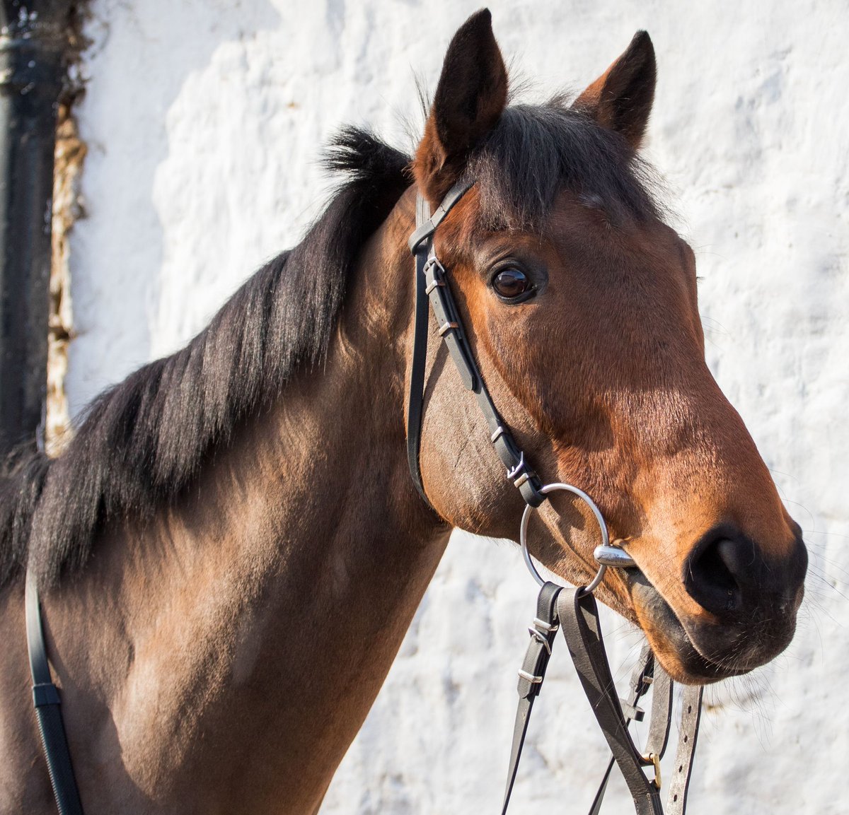 One runner today with Langholm running in the colours of the Dods Racing Club in the second race at <a href="/CatterickRaces/">Catterick Racecourse</a>. <a href="/connorbeasley9/">Connor Beasley</a> rides. Good luck to members.