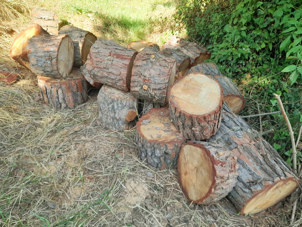 🔄 Bon dia, avui ens heu d'ajudar perquè no acabem de trobar el mot adient. 
🤔 Com li dieu a aquestes peces del tronc, un cop tallades ?
soca, rabassa, rodall, rodella, rodal, ... aprofiteu per preguntar als més grans de casa que no tenen tuiter.