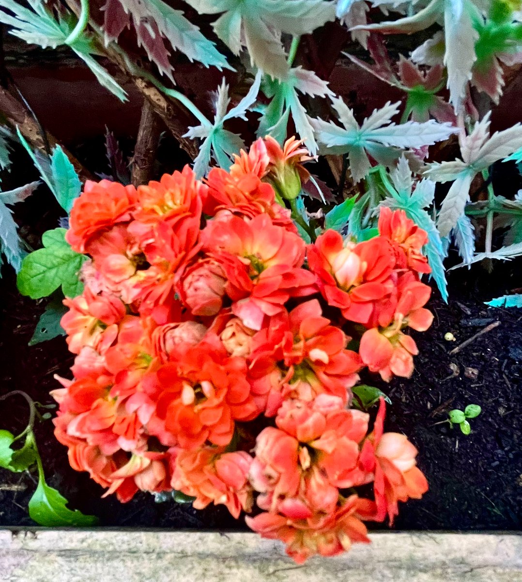 Orange array. 🧡 #FlowersOnX