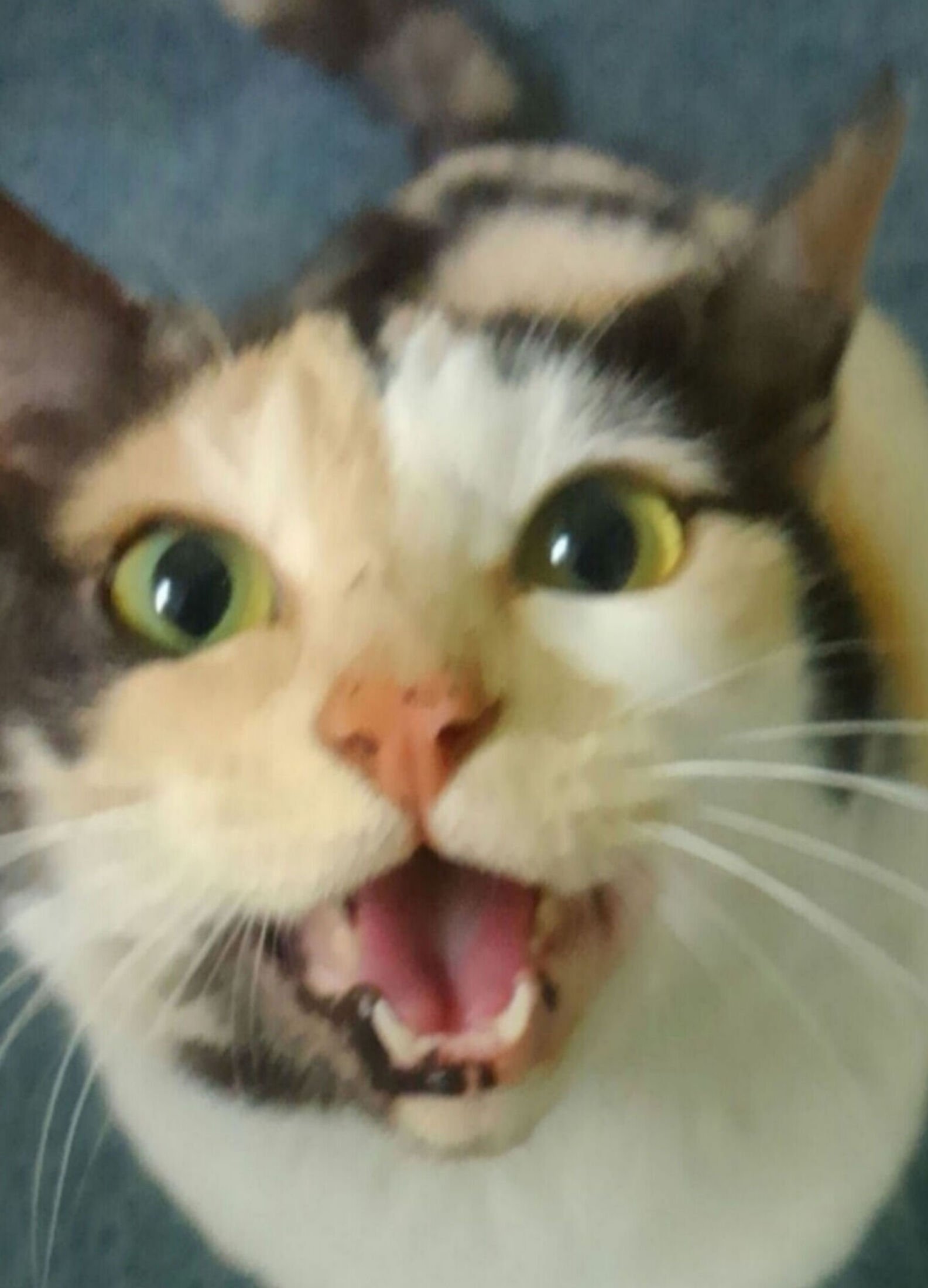 ★ ミケ様 ★ ミケちゃん on X