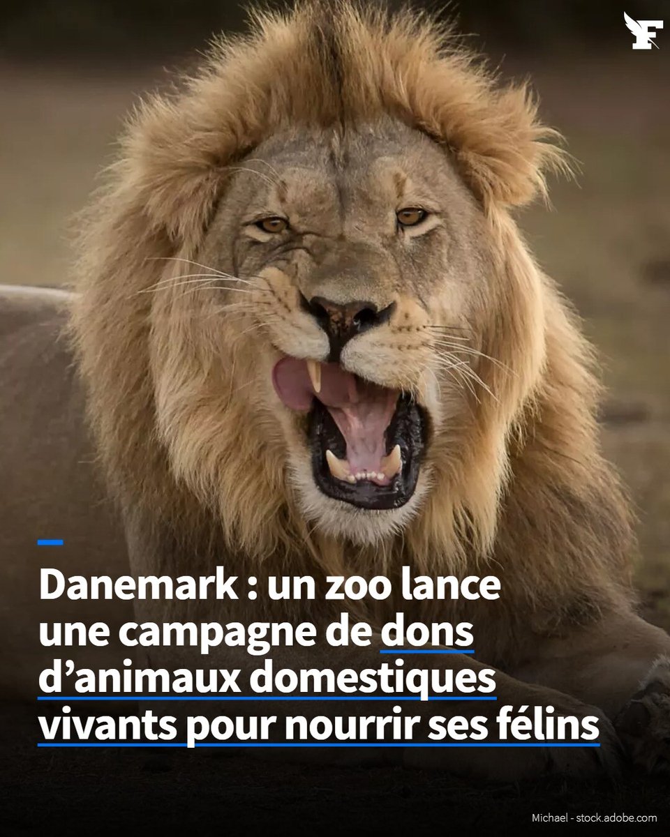 Le zoo d’Aalborg propose à la population d’offrir ses poules, lapins ou chevaux, pour les offrir comme aliments aux prédateurs. l.lefigaro.fr/cQp
