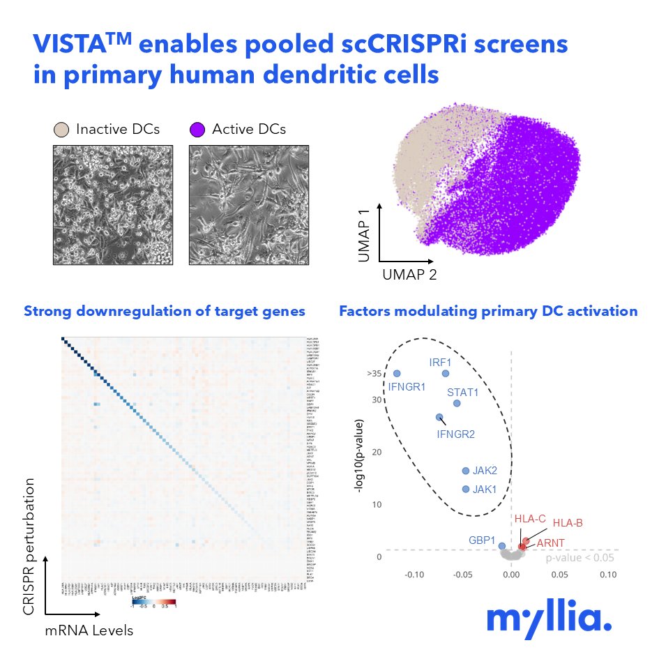 Myllia Biotechnology (@mylliabio) on Twitter photo 🧬 Unlocking target discovery in primary human dendritic cells with VISTA™
At <a href="/MylliaBio/">Myllia Biotechnology</a>, we’re enabling high-throughput functional genomics in primary immune cells. Our VISTA™ platform combines pooled CRISPRi with scRNA-Seq to map gene function at scale!
E: info@myllia.com 🧬 Unlocking target discovery in primary human dendritic cells with VISTA™
At <a href="/MylliaBio/">Myllia Biotechnology</a>, we’re enabling high-throughput functional genomics in primary immune cells. Our VISTA™ platform combines pooled CRISPRi with scRNA-Seq to map gene function at scale!
E: info@myllia.com
