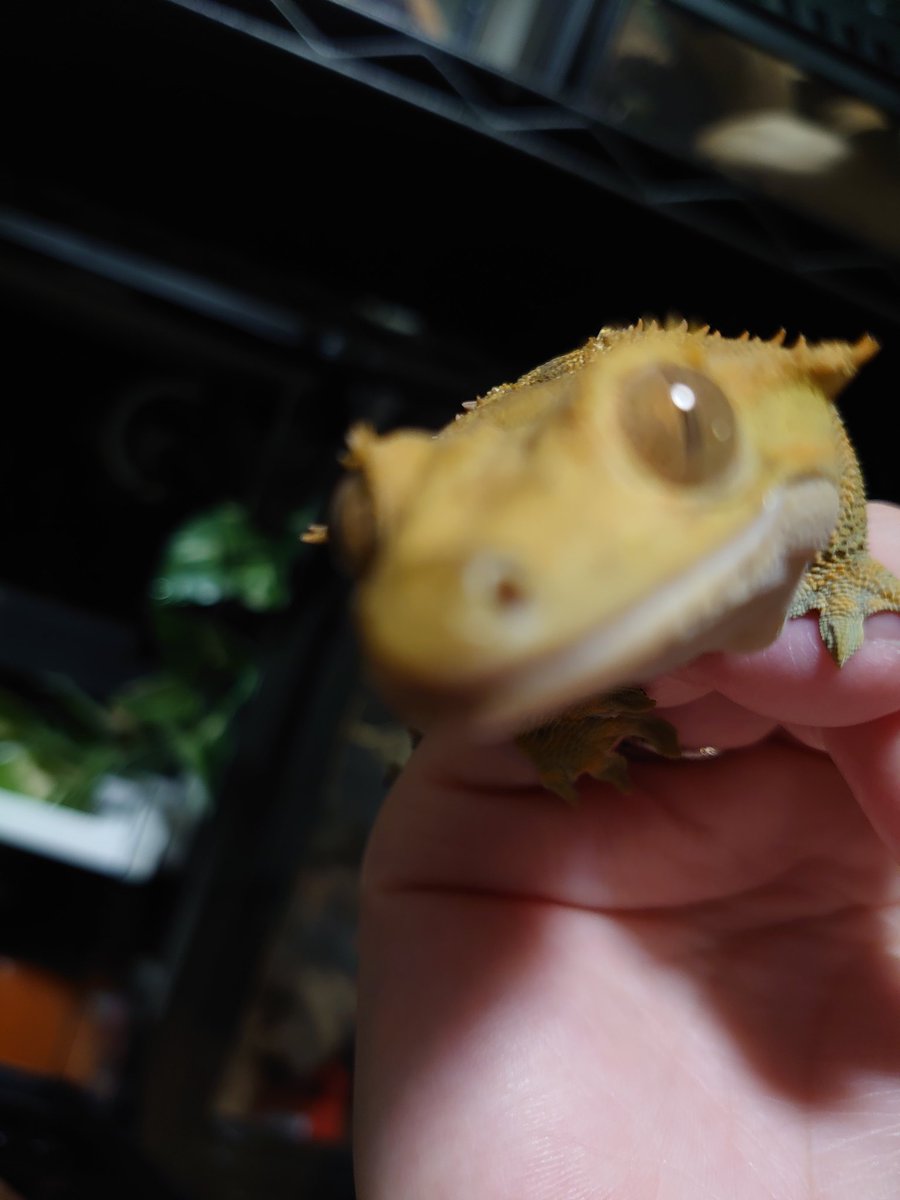 クレスはスマホ好きだよね(   ˙꒳​˙   )