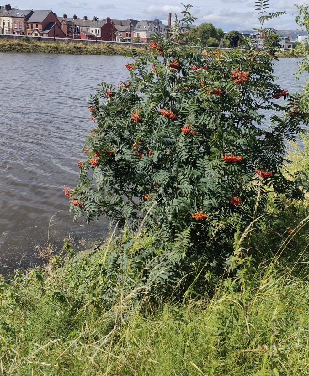 Rivers are a peaceful place to rest and play by...but in Ireland there are unseen threats... ⛈️ 

....for fairies sail the rivers of #Ireland in silent boats, hidden from our eyes, seeking unwary children to take to their Otherworld home ✨🧚🏻‍♂️

But he Rowan tree can help 🌳

The