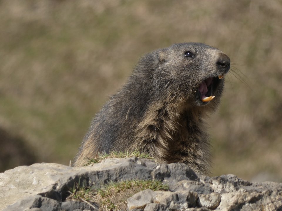 marmot fact of the day: shnv and harmmony are gone. the marmots own brawl now.